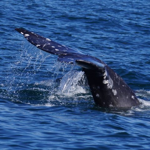 a whale jumping out of the water