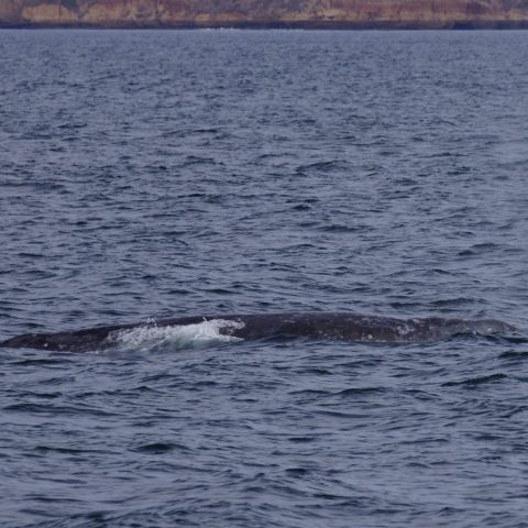 a whale swimming in a body of water
