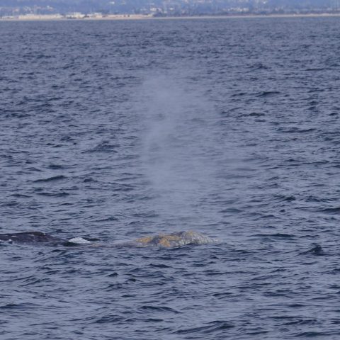 a whale jumping out of the water