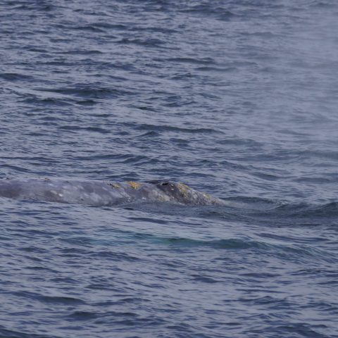 an animal swimming in the water