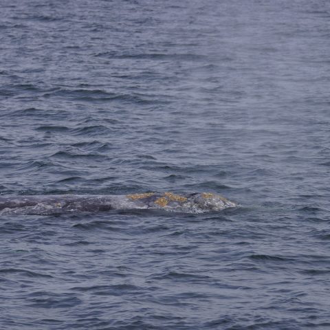 a large body of water