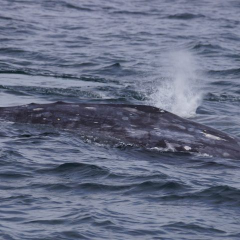 a whale jumping out of the water