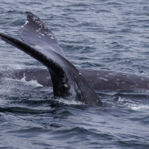 a whale swimming under water