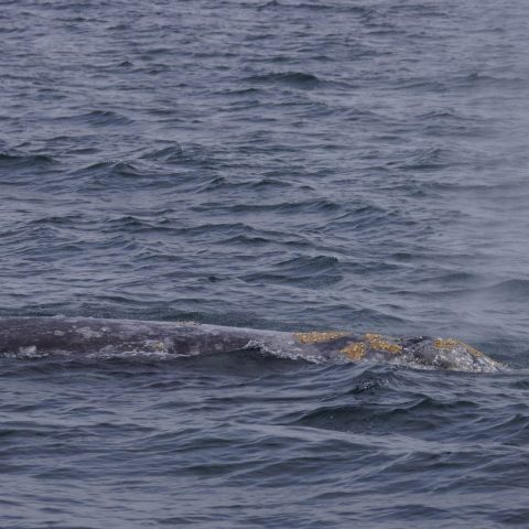 a whale jumping out of the water