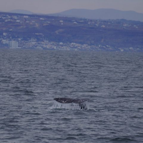 a large body of water with a mountain in the background