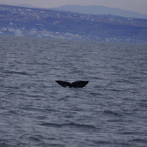 a large body of water with a mountain in the background
