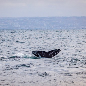 a body of water next to the ocean