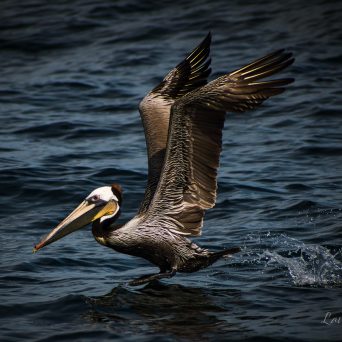 a bird flying over a body of water