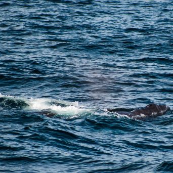 a whale jumping out of the water
