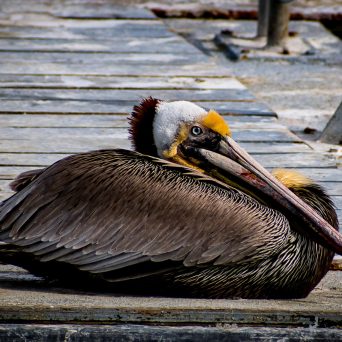 a bird sitting on top of a wooden bench