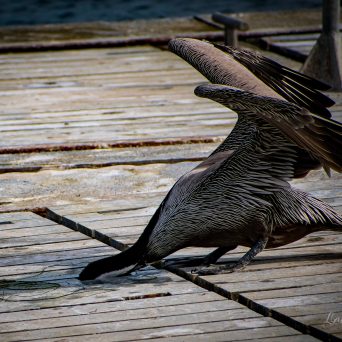 a bird sitting on a wooden surface