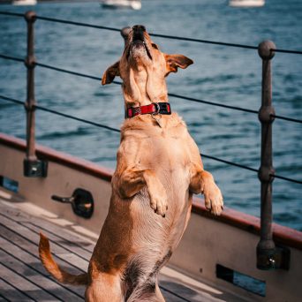 a dog sitting on a bench