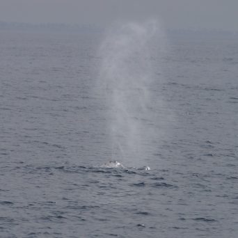 a whale jumping out of the water