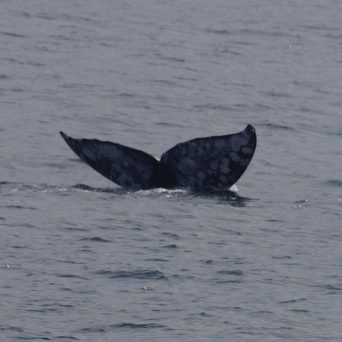 a whale swimming in a body of water