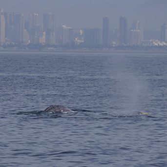 a large body of water with a city in the background