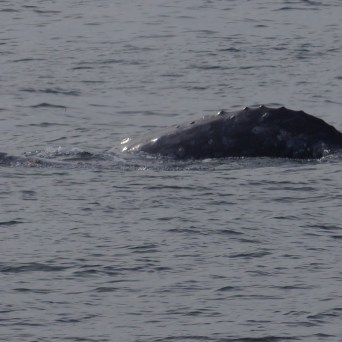 a whale swimming in a body of water