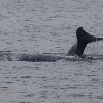 a whale swimming in a body of water