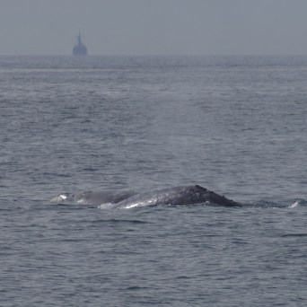 a whale jumping out of the water