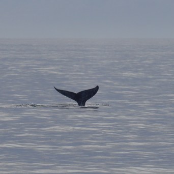 a bird flying over a body of water