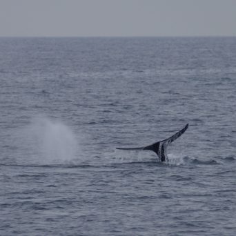 a whale jumping out of the water