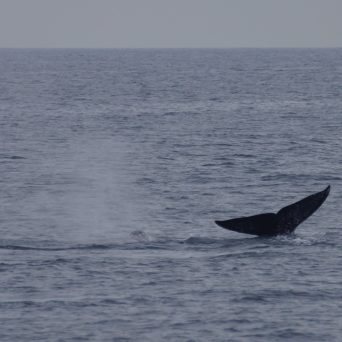 a whale jumping out of the water