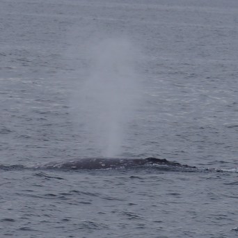 a whale jumping out of the water