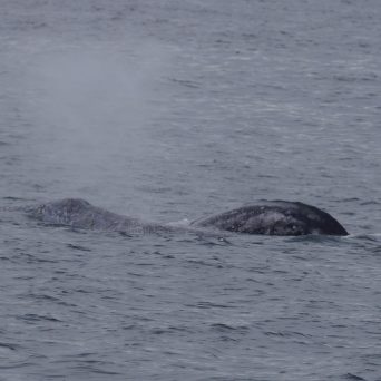 a whale swimming in a body of water