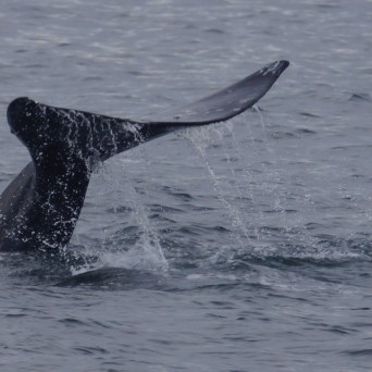 a whale jumping out of the water