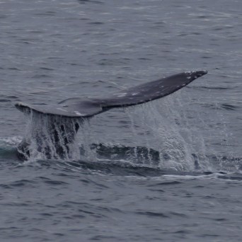 a whale jumping out of the water