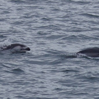 a whale swimming in a body of water