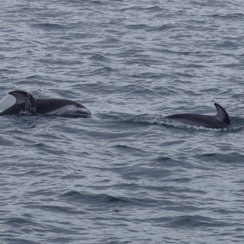 a whale swimming in a body of water