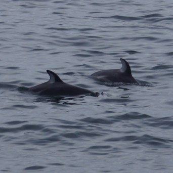 a dolphin swimming in a body of water