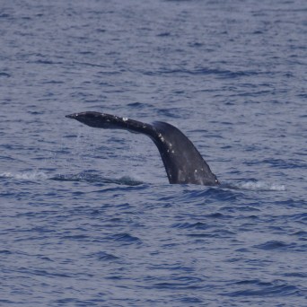 a whale jumping out of the water