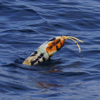 a dog swimming in a body of water
