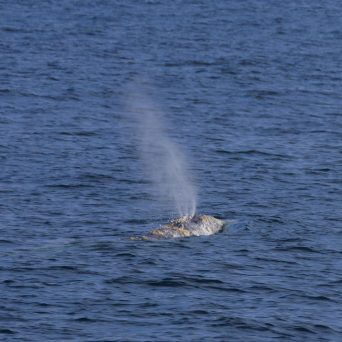 a whale jumping out of the water