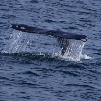 a whale jumping out of the water