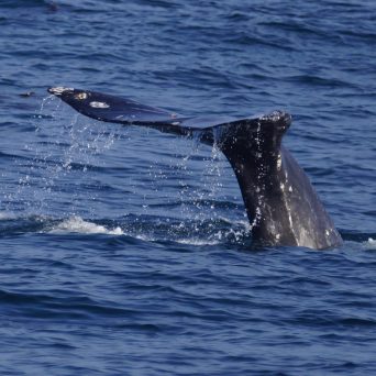 a whale jumping out of the water