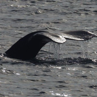 a bird flying over a body of water