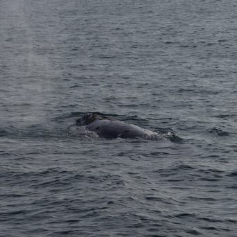 a whale swimming in a body of water