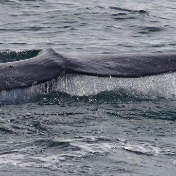 a whale jumping out of the water