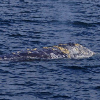a whale jumping out of the water
