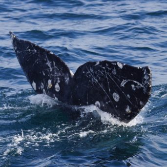 a bird swimming in water next to the ocean