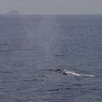 a whale jumping out of the water