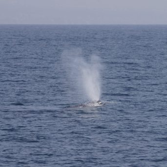 a whale jumping out of the water
