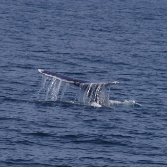 a whale jumping out of the water