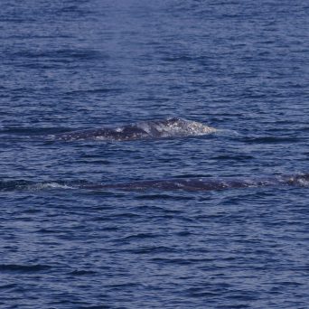 a whale jumping out of the water