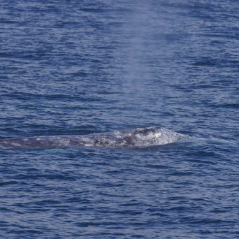 a whale jumping out of the water