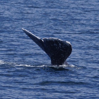 a whale swimming in a body of water