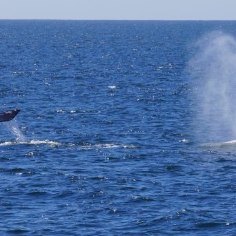 a whale jumping out of the water