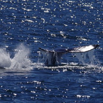 a small animal in a body of water